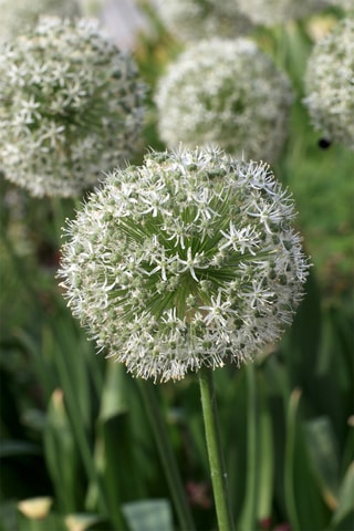 80 bulbos de Allium Altura entregue 15 cm