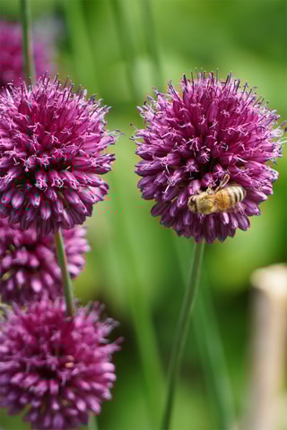 80 bulbos de Allium Altura entregue 15 cm