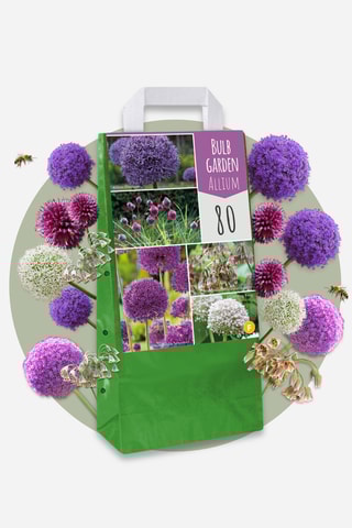 80 bulbos de Allium Altura entregue 15 cm