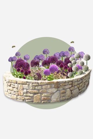 80 bulbos de Allium Altura entregue 15 cm