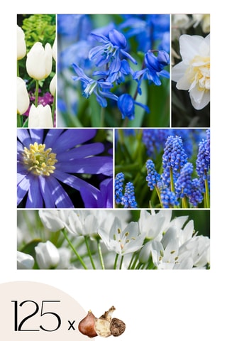 125 Bulbos Garden Blue Altura entregue 15 cm