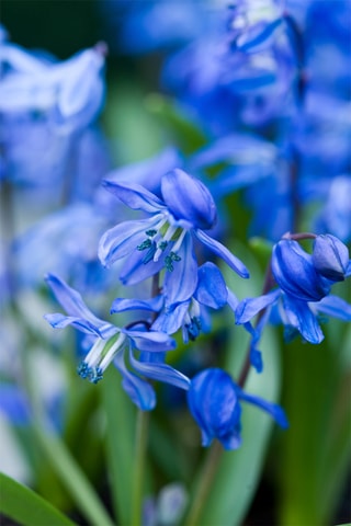 125 Bulbos Garden Blue Altura entregue 15 cm