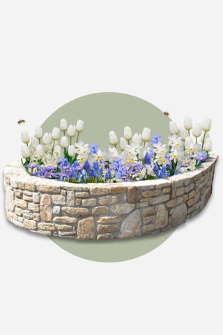 125 Bulbos Garden Blue Altura entregue 15 cm