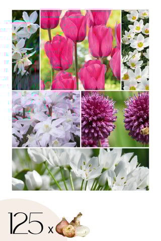 125 Bulbos Garden Pink Altura entregue 15 cm
