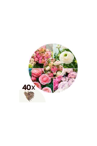 40 ranúnculos Pastel