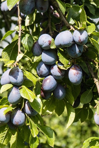 4 árvores de fruto - Altura da entrega 60-70 cm