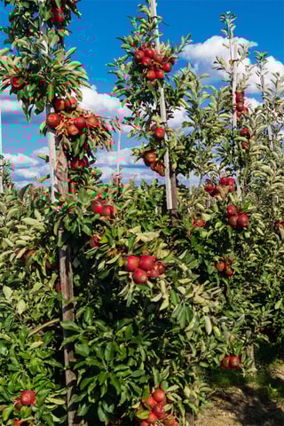 4 árvores de fruto - Altura da entrega 60-70 cm
