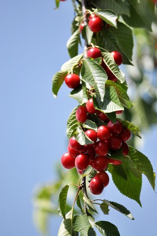 4 árvores de fruto - Altura da entrega 60-70 cm