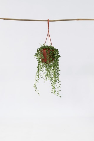 Suculenta “Colar de Pérolas” - Altura da entrega 10-20 cm