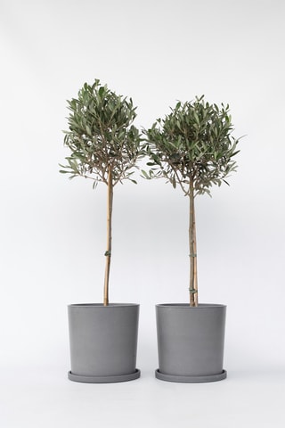 2 oliveiras XL em tronco - Altura da entrega 90-100 cm