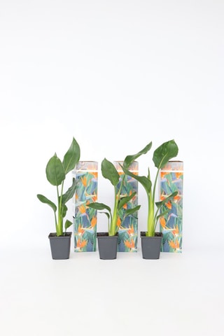 3 pequenas strelitzia "Oiseau de paradis" - Altura entregue 25-40 cm