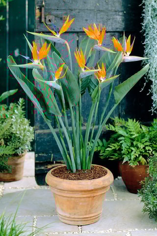3 pequenas strelitzia "Oiseau de paradis" - Altura entregue 25-40 cm