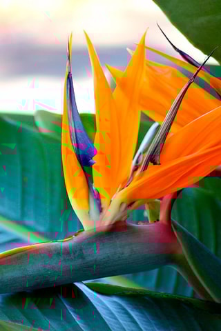 3 pequenas strelitzia "Oiseau de paradis" - Altura entregue 25-40 cm