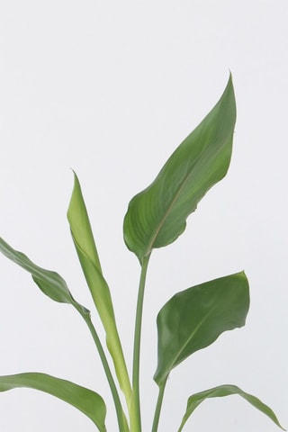 3 pequenas strelitzia "Oiseau de paradis" - Altura entregue 25-40 cm