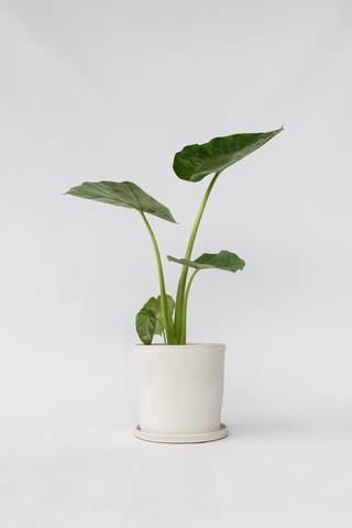 Alocasia macrorrhiza "Oreille d'éléphant" - Altura entregue 60-70 cm