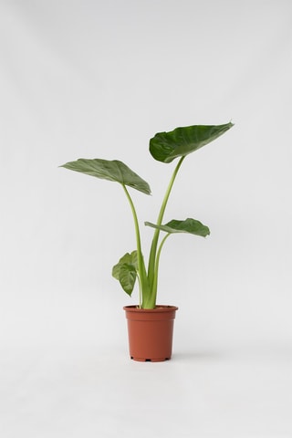 Alocasia macrorrhiza "Oreille d'éléphant" - Altura entregue 60-70 cm