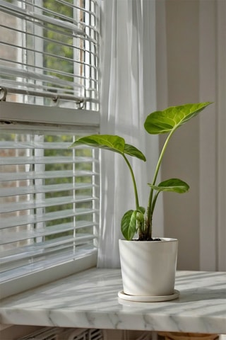 Alocasia macrorrhiza "Oreille d'éléphant" - Altura entregue 60-70 cm