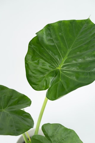 Alocasia macrorrhiza "Oreille d'éléphant" - Altura entregue 60-70 cm