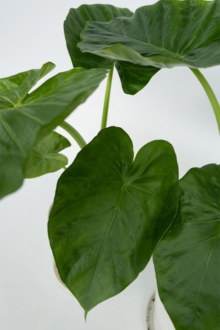 Alocasia macrorrhiza "Oreille d'éléphant" - Altura entregue 60-70 cm