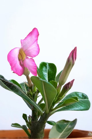 2 rosas do deserto - Altura entregue 25-40 cm