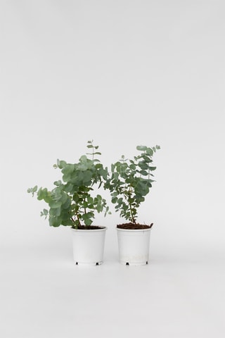 2 eucaliptos 'Azura' - Altura da entrega 25-40 cm