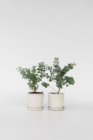 2 eucaliptos 'Azura' - Altura da entrega 25-40 cm