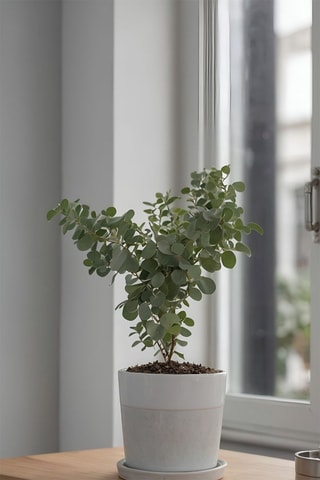2 eucaliptos 'Azura' - Altura da entrega 25-40 cm