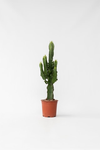 Cato euphorbia - Altura da entrega 50-60 cm