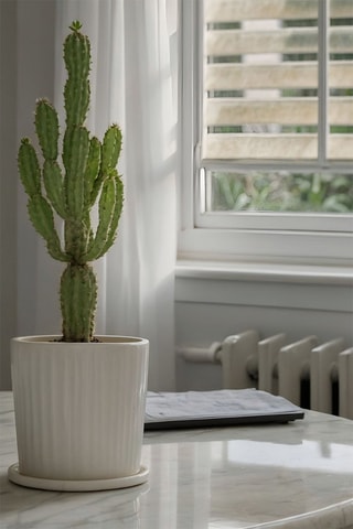 Cato euphorbia - Altura da entrega 50-60 cm