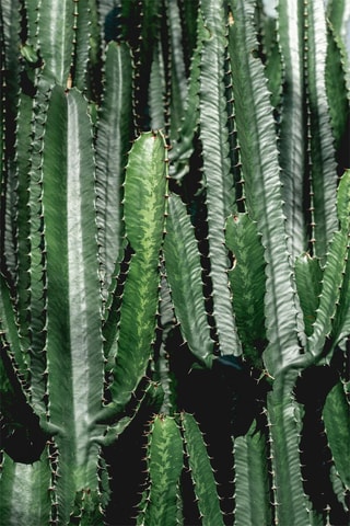 Cato euphorbia - Altura da entrega 50-60 cm
