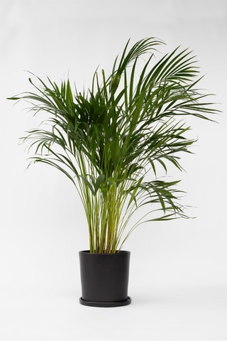 Palmeira areca XL - Altura da entrega 100-120 cm