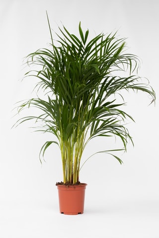 Palmeira areca XL - Altura da entrega 100-120 cm