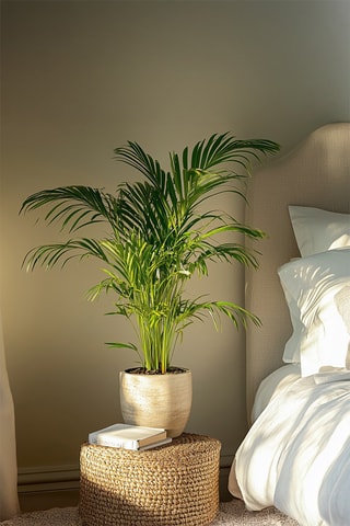 Palmeira areca XL - Altura da entrega 100-120 cm