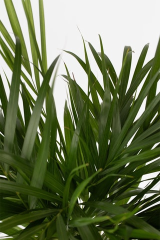 Palmeira areca XL - Altura da entrega 100-120 cm