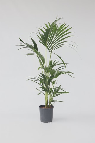 Palmeira de interior Kentia - Altura da entrega 90-100 cm