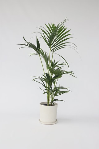Palmeira de interior Kentia - Altura da entrega 90-100 cm