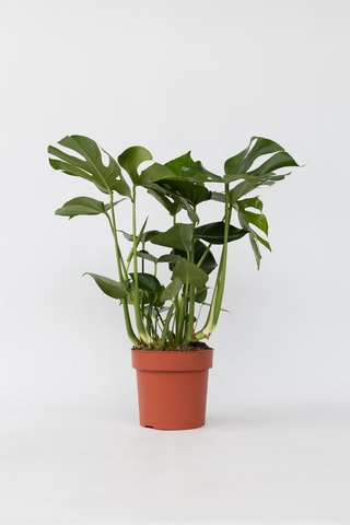 Grande monstera deliciosa - Altura da entrega 70-80 cm
