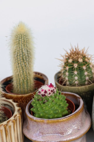 6 mini cactus - Hauteur livrée 5 à 10 cm
