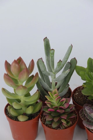 6 mini succulents - Hauteur livrée 5 à 10 cm