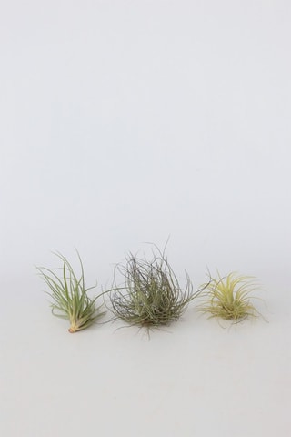 6 tillandsias - Altura da entrega 5-15 cm