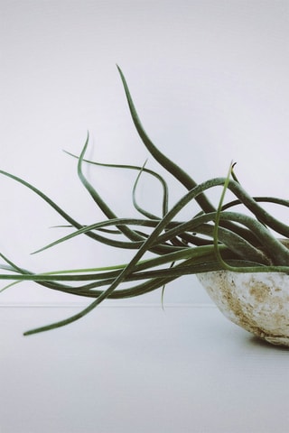 6 tillandsias - Altura da entrega 5-15 cm