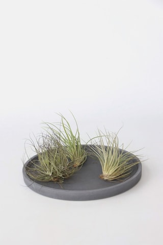 6 tillandsias - Altura da entrega 5-15 cm