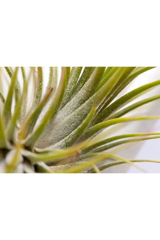 6 tillandsias - Altura da entrega 5-15 cm