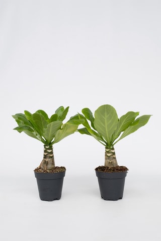 2 palmeiras Havaianas "Brighamia Insignis" - Altura da entrega 30-40 cm