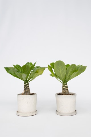2 palmeiras Havaianas "Brighamia Insignis" - Altura da entrega 30-40 cm