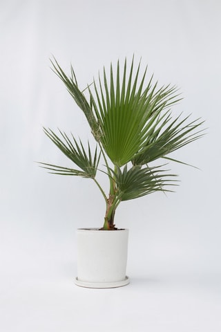 Palmeira mexicana XL - Altura da entrega 70-90 cm