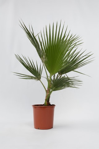 Palmeira mexicana XL - Altura da entrega 70-90 cm