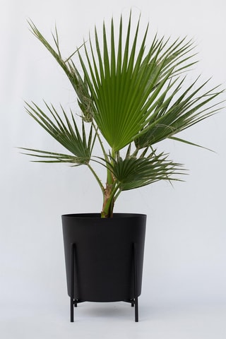 Palmeira mexicana XL - Altura da entrega 70-90 cm