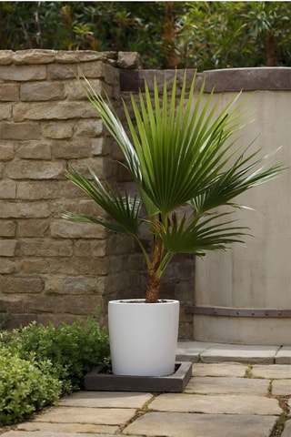 Palmeira mexicana XL - Altura da entrega 70-90 cm