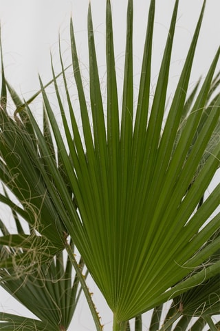 Palmeira mexicana XL - Altura da entrega 70-90 cm